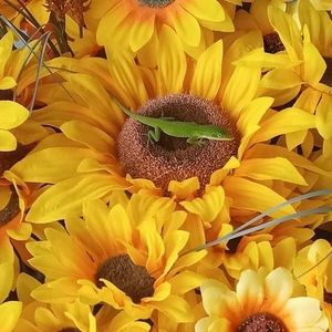 Meet your Posher, Ann